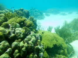 Reef IMG 5893
